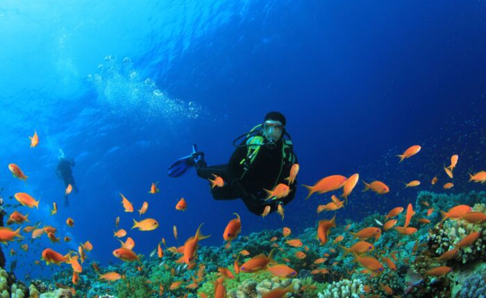 PADI Fish Identification Diver Course featured image