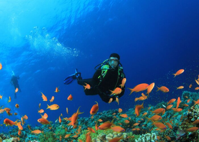 PADI Fish Identification Diver Course featured image