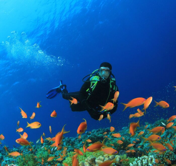 PADI Fish Identification Diver Course featured image